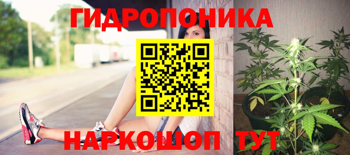 Конопля индика Шуя
